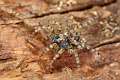 Lycosidae_4842