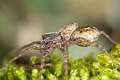 Lycosidae_8465