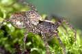 Lycosidae_8497