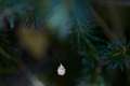Mimetidae_4718