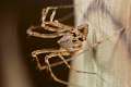 Mimetidae_8675