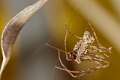 Mimetidae_8701