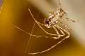 Mimetidae_8704