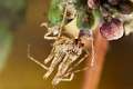 Mimetidae_8730
