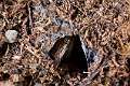 PBL_Araignees_2013_MG_3516