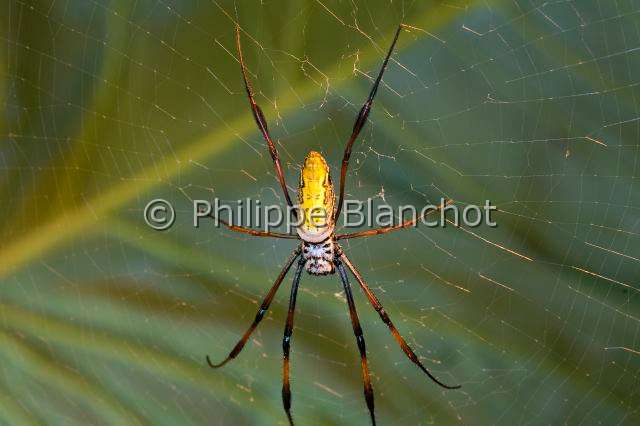 Nephilidae_4120.JPG - France, île de la Réunion, Araneae, Nephilidae, Araignée, Néphile dorée ou Bibe(Nephila inaurata madagascariensis) sur sa toile, Golden silk orb-weaver