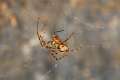 PBL_Araignees_2014_MG_8319