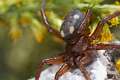 Oecobiidae_5082