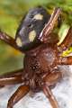 Oecobiidae_5088