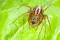 Oxyopidae_0071