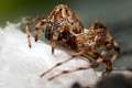 Oxyopidae_9435