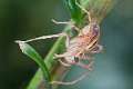 Oxyopidae_9681