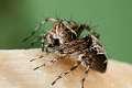 Oxyopidae_9875