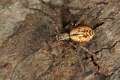 Philodromidae_0341