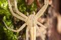 Philodromidae_5657
