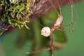 Pholcidae-pholcus-3