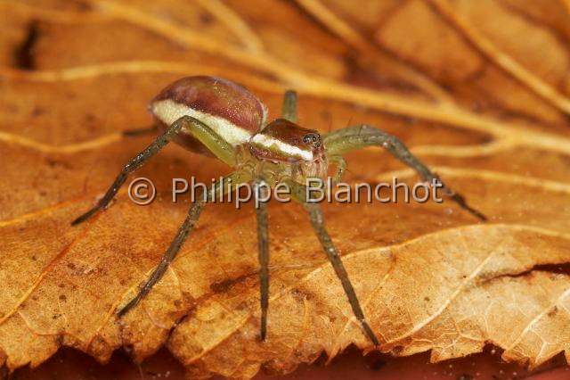Pisauridae_4274.JPG - France, Morbihan (56), Araneae, Pisauridae, Dolomède des marais (Dolomedes fimbriatus), jeune, Great Raft spider, young, in "Portraits d'araignées" de Christine Rollard et Philippe Blanchot, ed. Quae
