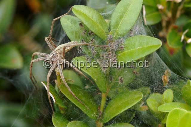 Pisauridae_4917.JPG - France, Araneae, Pisauridae, Araignée, Pisaure admirable (Pisaura mirabilis), femelle protégeant ses bébés sur la toile pouponnière, female of Nursery web spider protecting its babies on the nursery web, in "Portraits d'araignées" de Christine Rollard et Philippe Blanchot, ed. Quae