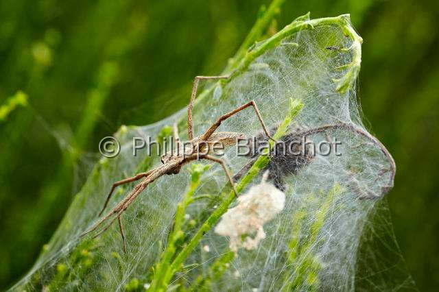Pisauridae_5192.JPG - France, Morbihan (56), Araneae, Pisauridae, Pisaure admirable (Pisaura mirabilis), femelle protégeant ses bébés araignées sur la toile pouponnière, Nursery web spider