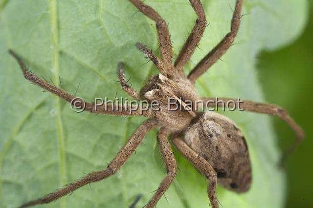 Pisauridae_9772.JPG - France, Pisauridae, Pisaure admirable (Pisaura mirabilis), femelle, 15 mm, Nursery web spider