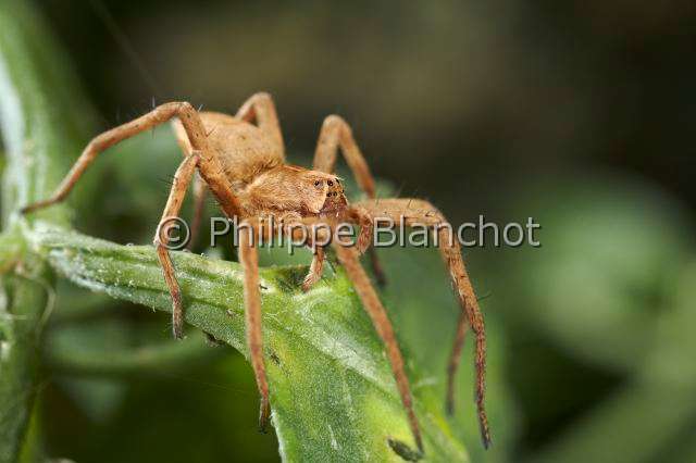 Pisauridae_9955.JPG - France, Araneae, Pisauridae, Pisaure admirable (Pisaura mirabilis)/, Nursery web spider