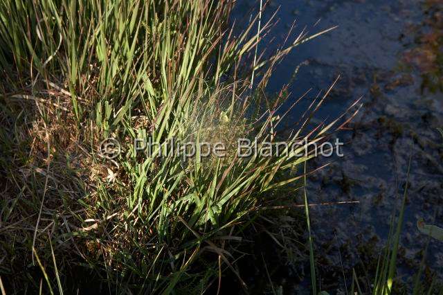 Pisauridae_9994.JPG - France, Morbihan (56), Araneae, Pisauridae, Araignée, Dolomède des marais (Dolomedes fimbriatus), jeunes araignées dans la toile pouponnière à côté d'une ossifrage ou Narthécie des marais, Great Raft spider, young spiders in the nursery web near a Bog or Bastard asphodel
