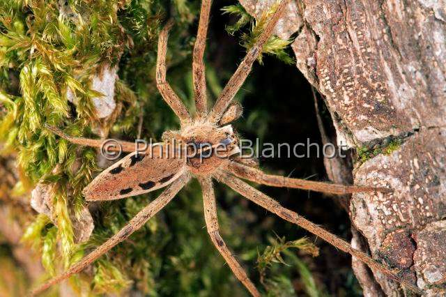 Pisauridae_pisaura-2.JPG - France, Araneae, Pisauridae, Pisaure admirable (Pisaura mirabilis), male of Nursery web spider, in "Portraits d'araignées" de Christine Rollard et Philippe Blanchot, ed. Quae