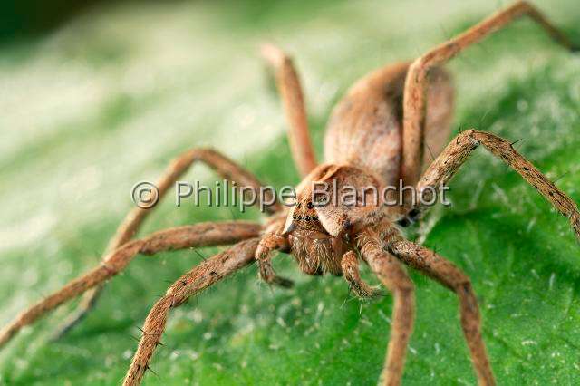 Pisauridae_pisaura-5.JPG - France, Araneae, Pisauridae, Pisaure admirable (Pisaura mirabilis), portrait, Portrait of Nursery web spider