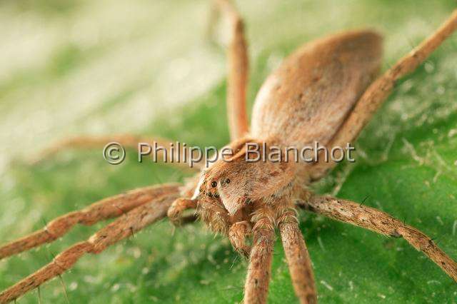 Pisauridae_pisaura-6.JPG - France, Araneae, Pisauridae, Pisaure admirable (Pisaura mirabilis), portrait, Portrait of Nursery web spider