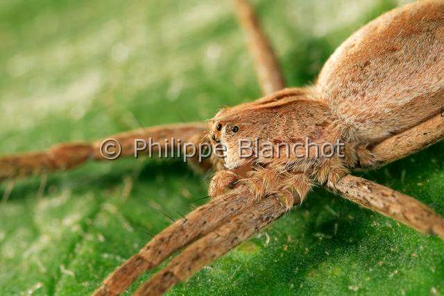 Pisauridae_pisaura-7.JPG - France, Araneae, Pisauridae, Pisaure admirable (Pisaura mirabilis), portrait, Portrait of Nursery web spider