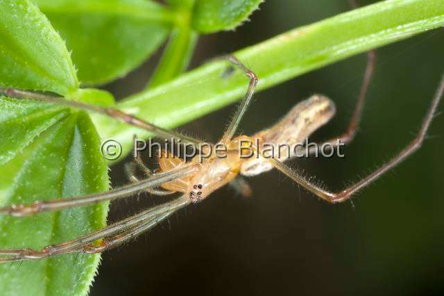 Tetragnathidae_8726.JPG - France, Araneae, Tetragnathidae, Tétragnathe étirée (Tetragnatha extensa), femelle immature/Longjawed orbweaver