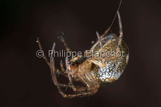 Tetragnathidae_9476.JPG - France, Araneae, Tetragnathidae (Metidae), Araignée, Méta d'automne (Metellina segmentata), femelle suspendue à un fil de soie, Lesser garden spider or Autumn spider