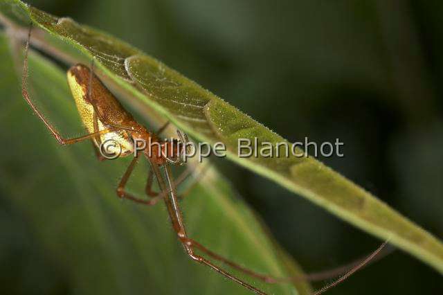 Tetragnathidae_9801.JPG - France, Araneae, Tetragnathidae, Tétragnathe étirée (Tetragnatha extensa), femelle, 10 mm//France, Morbihan, Araneae, Tetragnathidae, Longjawed orbweaver (Tetragnatha extensa), female, 10 mm