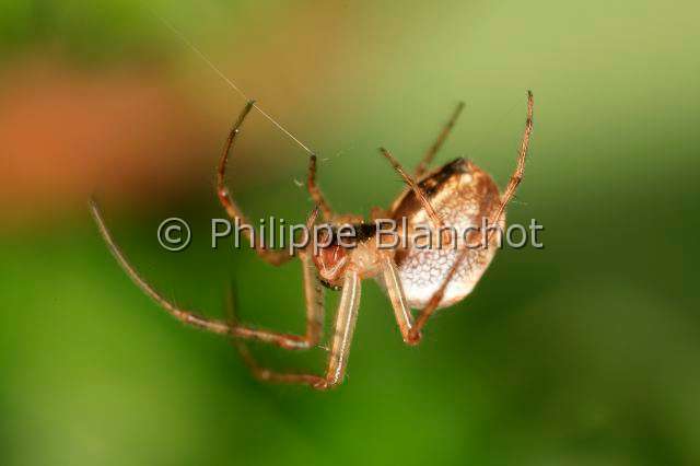 Tetragnathidae_meta-1.JPG - France, Araneae, Tetragnathidae (Metidae), Araignée, Méta d'automne (Metellina segmentata), femelle suspendue à un fil de soie, Lesser garden spider or Autumn spider