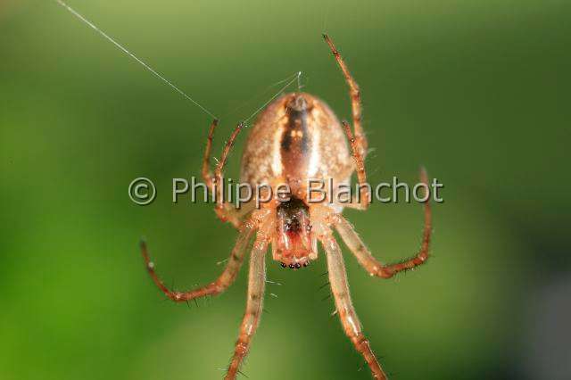 Tetragnathidae_meta-2.JPG - France, Araneae, Tetragnathidae (Metidae), Araignée, Méta d'automne (Metellina segmentata), femelle suspendue à un fil de soie, Lesser garden spider or Autumn spider, in "Portraits d'araignées" de Christine Rollard et Philippe Blanchot, ed. Quae