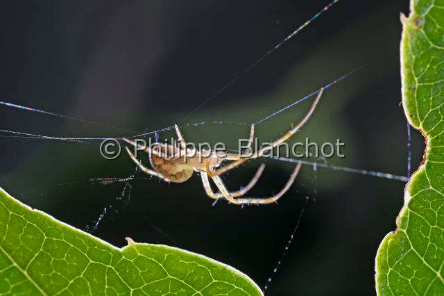 Tetragnathidae_metellina-2.JPG - France, Araneae, Tetragnathidae (Metidae), Araignée, Méta d'automne (Metellina segmentata), femelle suspendue à un fil de soie, Lesser garden spider or Autumn spider, in "Portraits d'araignées" de Christine Rollard et Philippe Blanchot, ed. Quae 