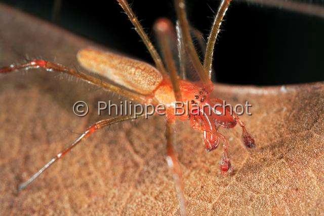 Tetragnathidae_tetragnatha-4.JPG - France, Araneae, Tetragnathidae, Tétragnathe étirée (Tetragnatha extensa), potrait du mâle,  Longjawed orbweaver, in "Portraits d'araignées" de Christine Rollard et Philippe Blanchot, ed. Quae 