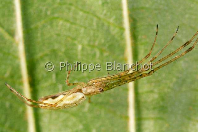 Tetragnathidae_tetragnatha.JPG - France, Araneae, Tetragnathidae, Tétragnathe étirée (Tetragnatha extensa), femelle, 10 mm, Longjawed orbweaver