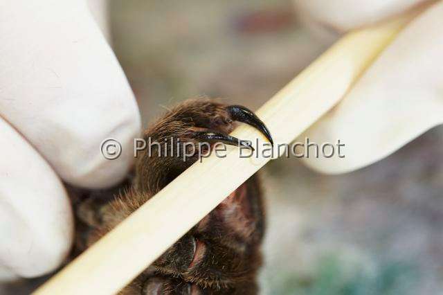 Theraphosidae_6295.JPG - France, Paris (75), Muséum national d'Histoire naturelle, manipulation et prélèvement de venin de mygale, Aphonopelma sp (Theraphosidae), manipulation and sampling on a tarantula venom