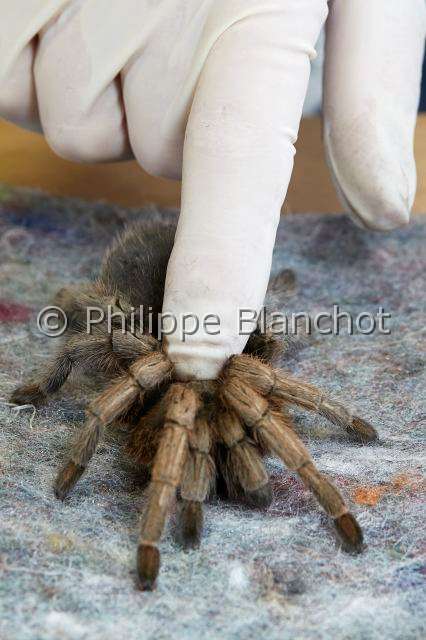 Theraphosidae_6315.JPG - France, Paris (75), Muséum national d'Histoire naturelle, manipulation de mygale, Aphonopelma sp (Theraphosidae, manipulation of tarantula