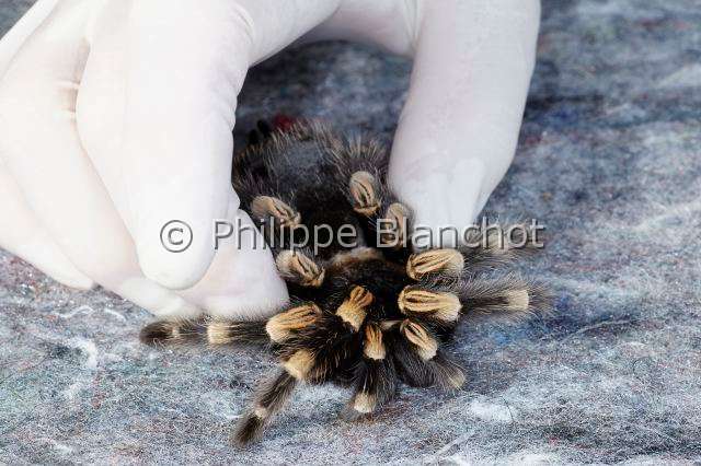 Theraphosidae_7337.JPG - France, Paris (75), Muséum National d'Histoire naturelle, Mygalomorphae, Theraphosidae, Araignée, Manipulation d'une Mygale à genoux rouges (Brachypelma smithi) d'origine Mexique, Manipulation of a Mexican redknee tarantula