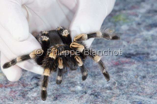 Theraphosidae_7345.JPG - France, Paris (75), Muséum National d'Histoire naturelle, Mygalomorphae, Theraphosidae, Araignée, Manipulation d'une Mygale à genoux rouges (Brachypelma smithi) d'origine Mexique, Manipulation of a Mexican redknee tarantula
