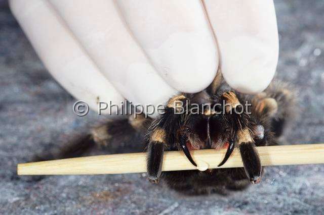 Theraphosidae_7363.JPG - France, Paris (75), Muséum National d'Histoire naturelle, Mygalomorphae, Theraphosidae, Araignée, Prélèvement de venin sur une Mygale à genoux rouges (Brachypelma smithi) d'origine Mexique, Levy venom on a Mexican redknee tarantula (Brachypelma smithi)