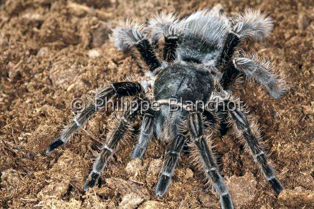 Theraphosidae_7674.JPG - Costa Rica, Araneae, Mygalomorphae, Theraphosidae, Mygale (Brachypelma albopilosa), Curly hair tarantula