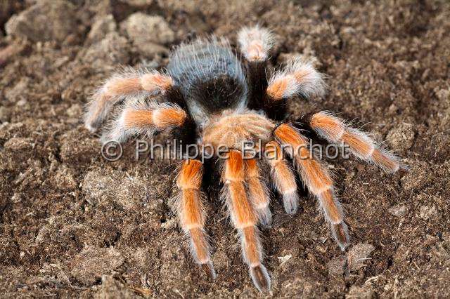 Theraphosidae_7676.JPG - Mexique, Araneae, Mygalomorphae, Theraphosidae, Mygale (Brachypelma boehmei), Mexican fireleg or Mexican rustleg tarantula