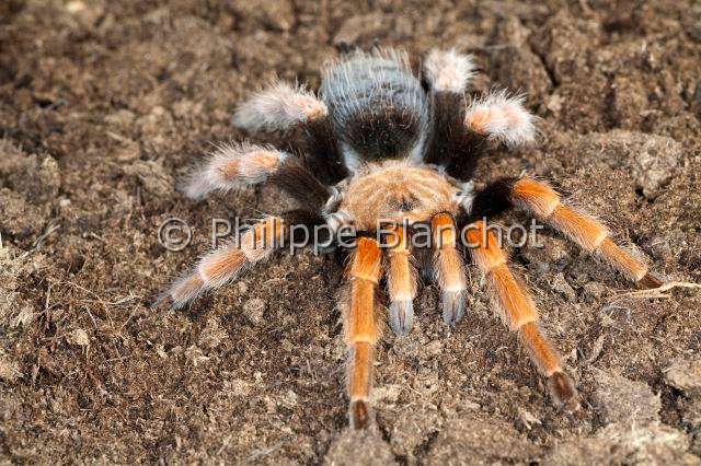 Theraphosidae_7681.JPG - Mexique, Araneae, Mygalomorphae, Theraphosidae, Mygale (Brachypelma boehmei), Mexican fireleg or Mexican rustleg tarantula