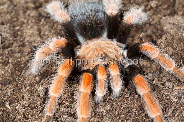 Theraphosidae_7685.JPG - Mexique, Araneae, Mygalomorphae, Theraphosidae, Mygale (Brachypelma boehmei), Mexican fireleg or Mexican rustleg tarantula