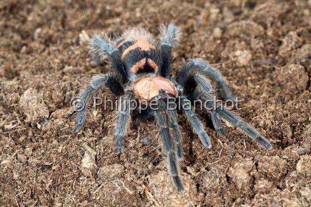 Theraphosidae_7709.JPG - Costa Rica, Araneae, Mygalomorphae, Theraphosidae, Mygale (Cyclosternum fasciatum), Costa Rican Tiger Rump
