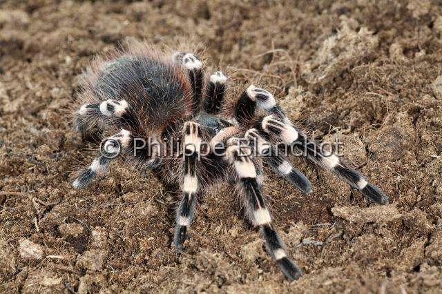 Theraphosidae_7712.JPG - Brésil, Araneae, Mygalomorphae, Theraphosidae, Mygale (Acanthoscurria geniculata), Whiteknee tarantula or Brazilian giant whiteknee tarantula