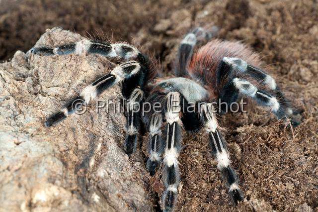 Theraphosidae_7723.JPG - Brésil, Araneae, Mygalomorphae, Theraphosidae, Mygale (Nhandu chromatus =Vitalius cristatus), Brazilian red and white tarantula